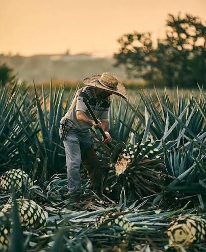 Jima y Piñas de Agave Seleccionadas