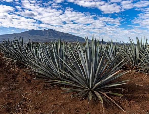 Cultivo y Maduración del Maguey